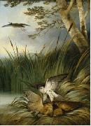 Philip Reinagle Harrier Killing a Bittern oil painting artist